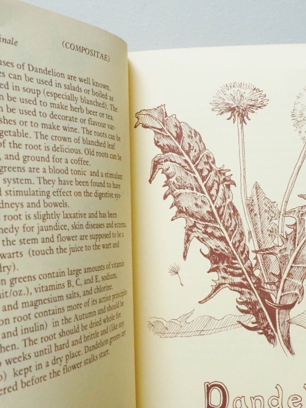Some Useful Wild Plants - 1973 - David Manning - Vintage Foraging Guide - Picture 15 of 16